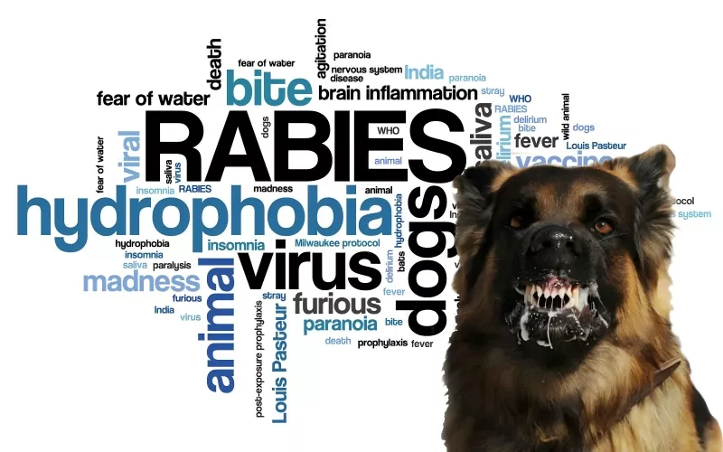 Rabies